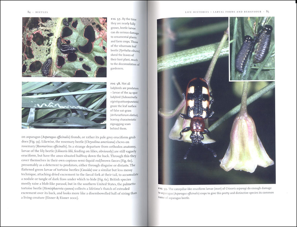BEETLES 2