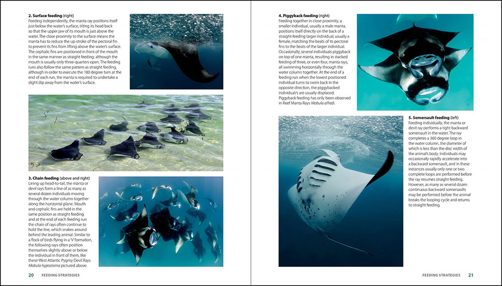 GUIDE TO THE MANTA &AMP; DEVIL RAYS OF THE WORLD 2