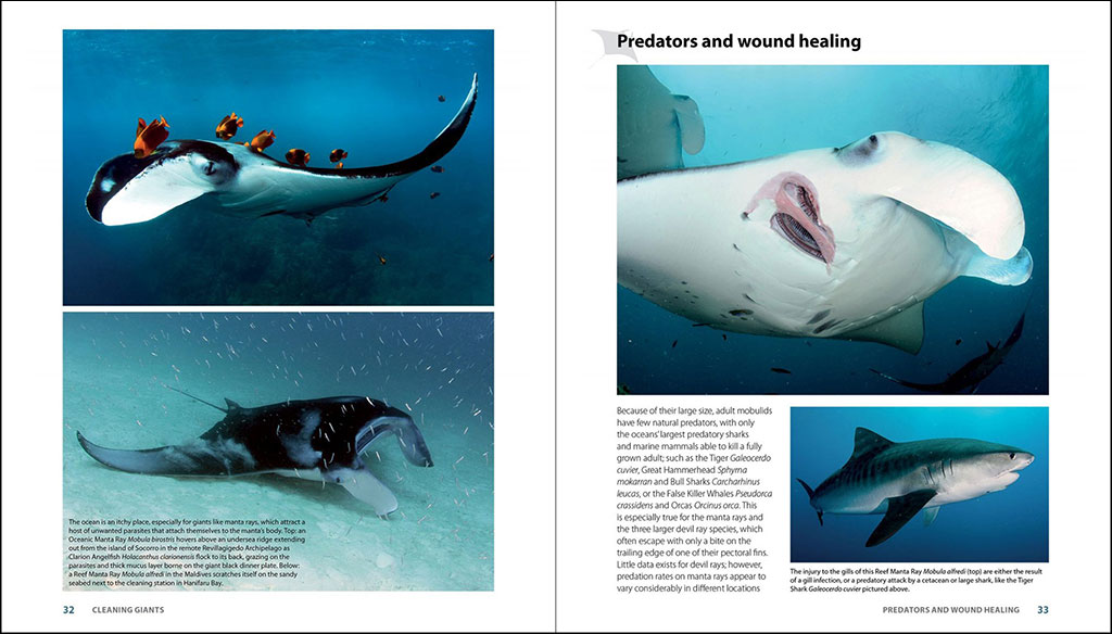 GUIDE TO THE MANTA &AMP; DEVIL RAYS OF THE WORLD 3