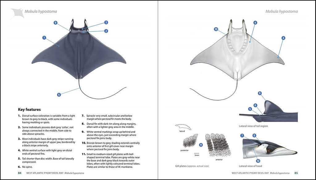 GUIDE TO THE MANTA &AMP; DEVIL RAYS OF THE WORLD 4