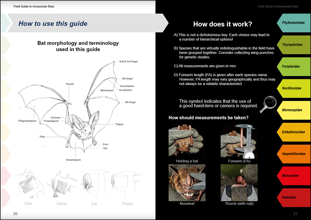 FIELD GUIDE TO THE BATS OF THE AMAZON. 2ND ED. 2
