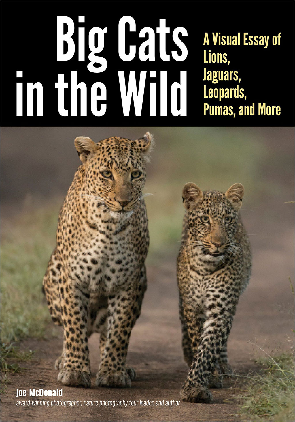 BIG CATS IN THE WILD. A VISUAL ESSAY OF LIONS, JAGUARS, LEOPARDS, PUMAS, AND MORE 1