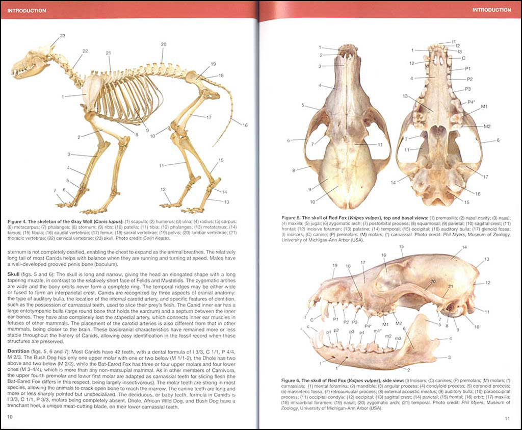CANIDS OF THE WORLD. WOLVES, WILD DOGS, FOXES, JACKALS, COYOTES, AND THEIR RELATIVES 2