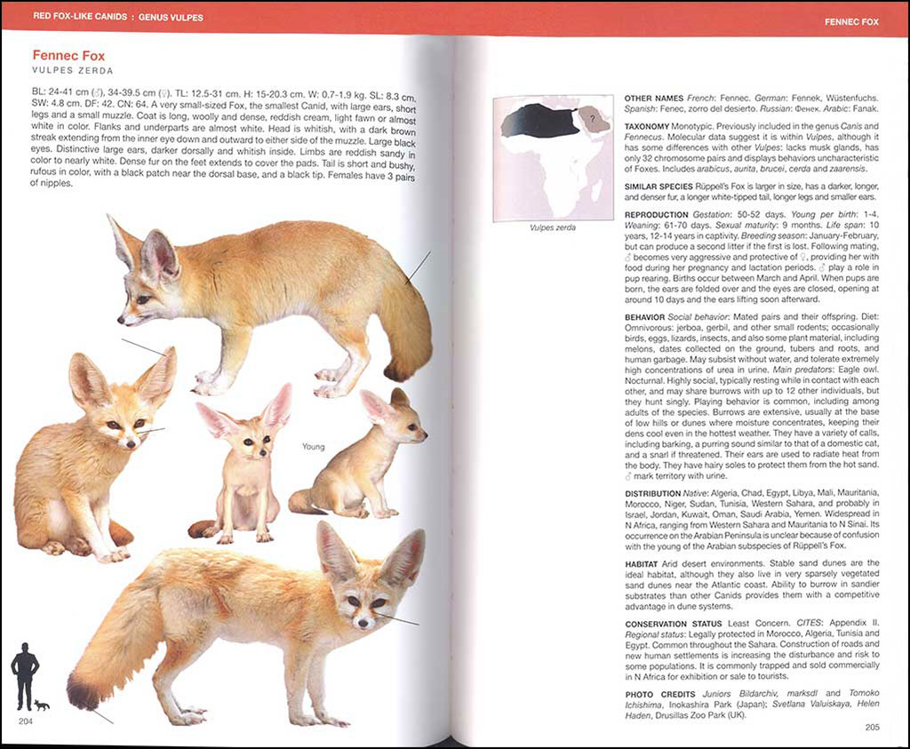 CANIDS OF THE WORLD. WOLVES, WILD DOGS, FOXES, JACKALS, COYOTES, AND THEIR RELATIVES 4