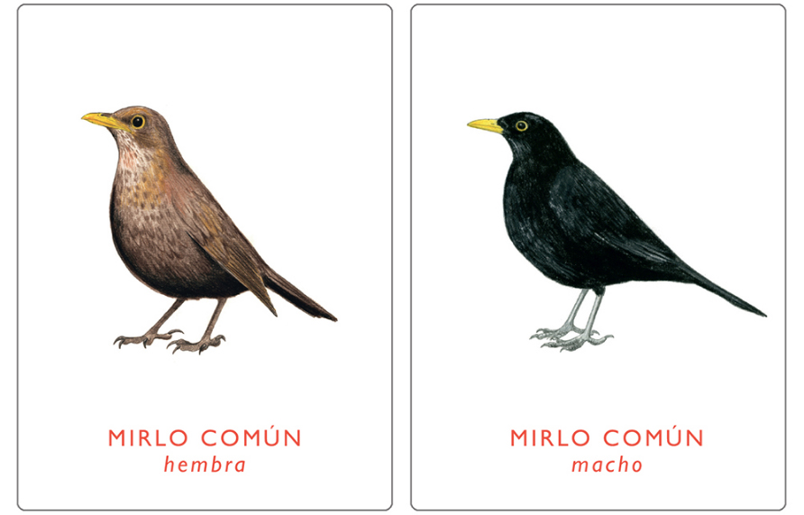 UN PAR DE AVES. JUEGO DE MEMORIA 2