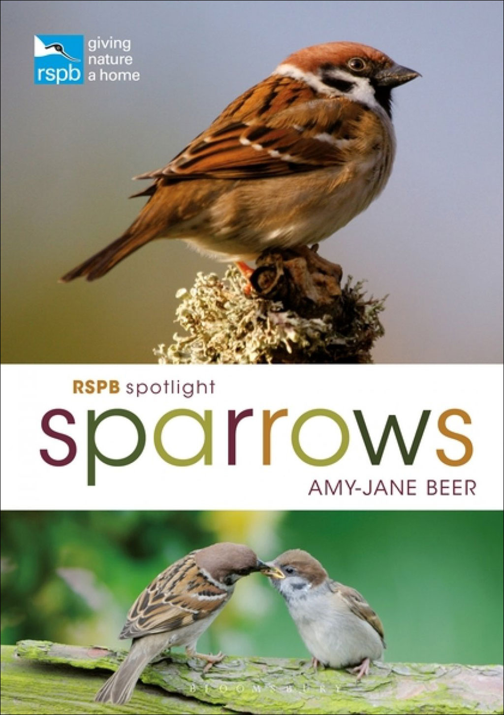 RSPB SPOTLIGHT SPARROWS 1