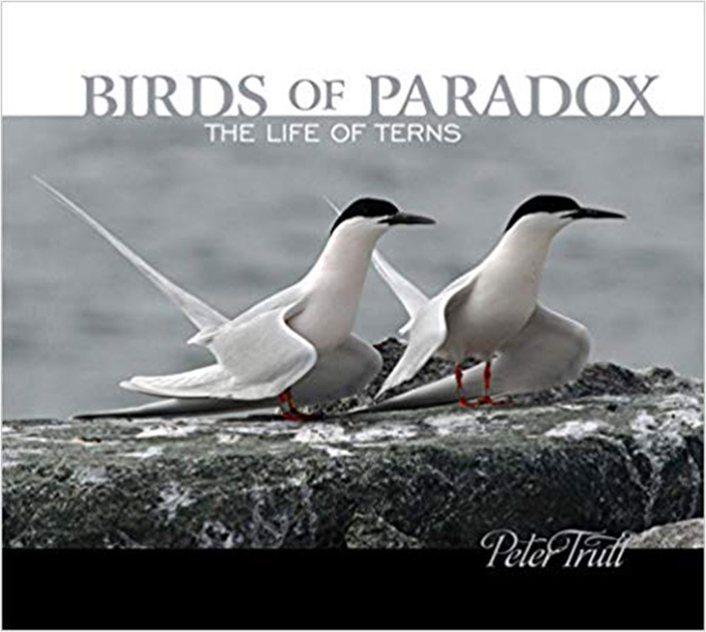 BIRDS OF PARADOX: THE LIFE OF TERNS 1