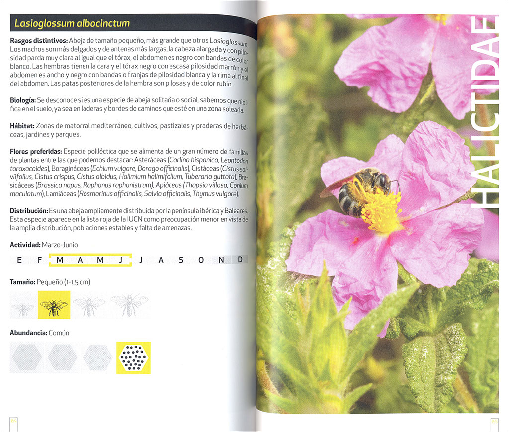 GUÍA DE CAMPO DE LAS ABEJAS DE ESPAÑA 3