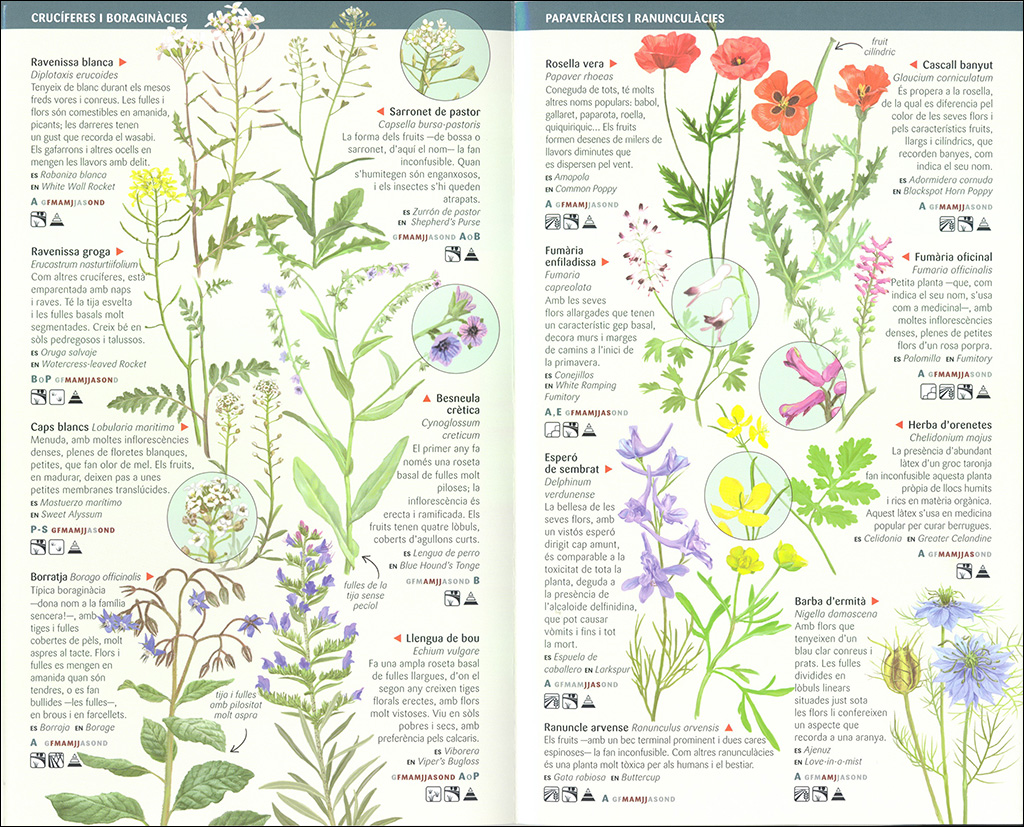 101 FLORS DE CAMP, DE MARGES I VORES DE CATALUNYA QUE CAL CONÈIXER. MINIGUIA DE CAMP 2