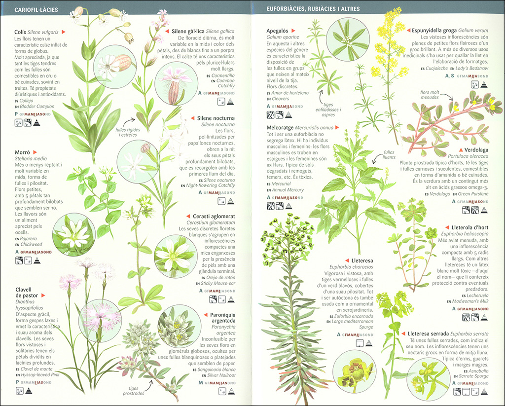 101 FLORS DE CAMP, DE MARGES I VORES DE CATALUNYA QUE CAL CONÈIXER. MINIGUIA DE CAMP 3