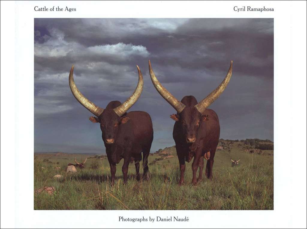 CATTLE OF THE AGES: ANKOLE CATTLE IN SOUTH AFRICA 1