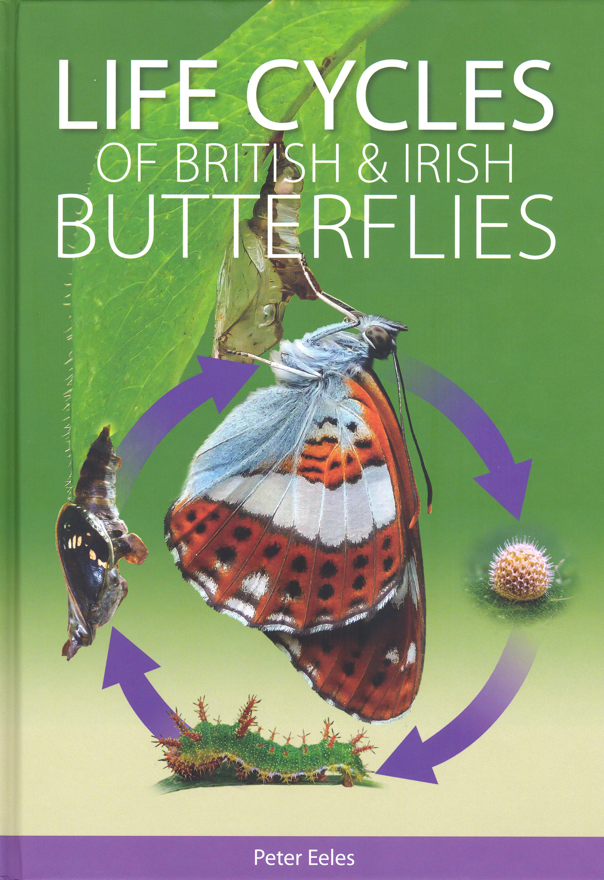 LIFE CYCLES OF BRITISH &AMP; IRISH BUTTERFLIES 1