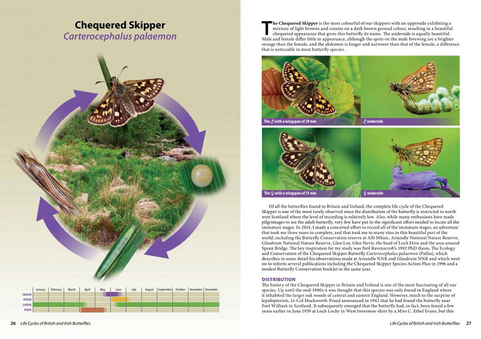 LIFE CYCLES OF BRITISH &AMP; IRISH BUTTERFLIES 2