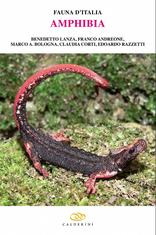 FAUNA D'ITALIA. AMPHIBIA. VOL. XLII 1
