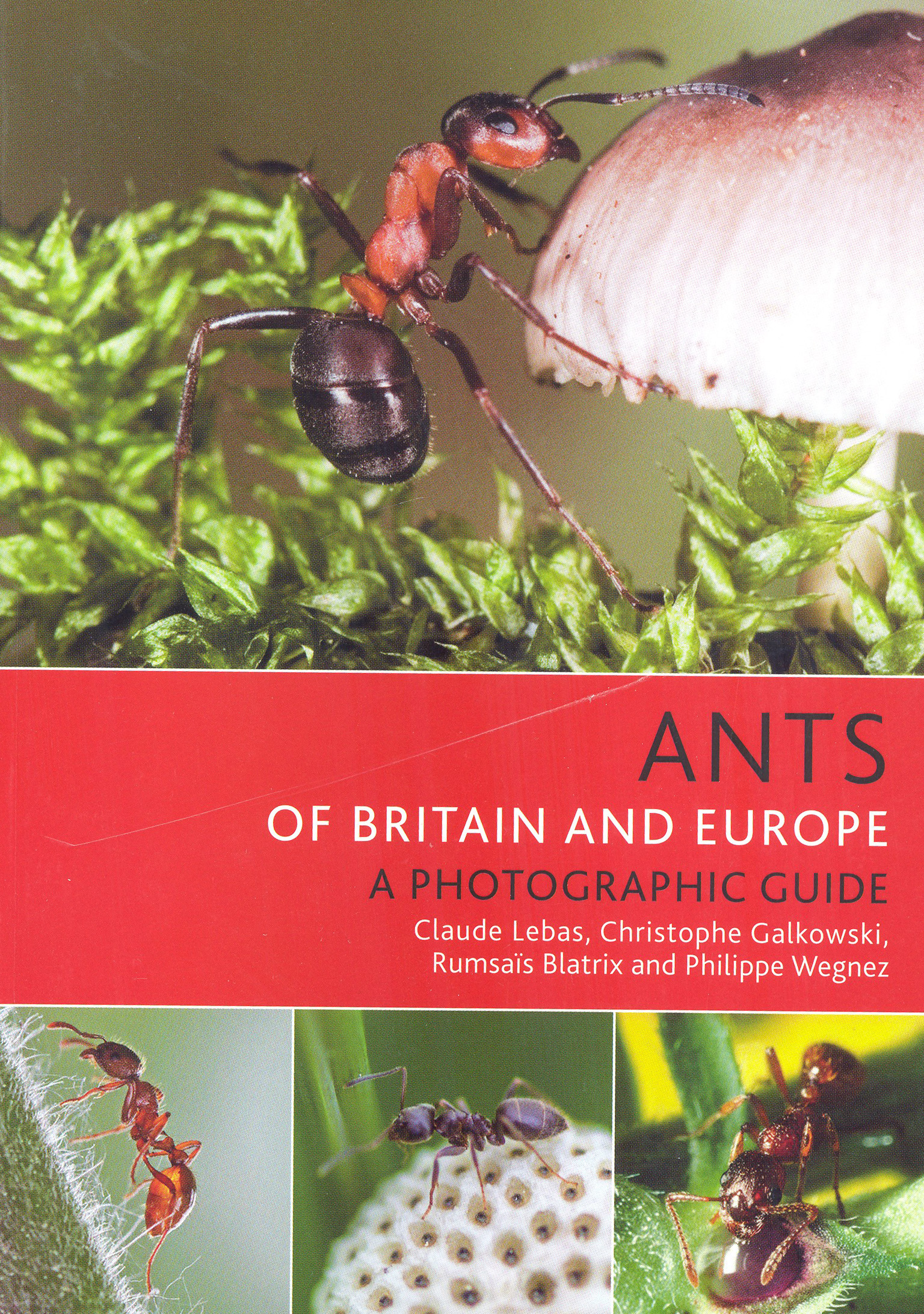 ANTS OF BRITAIN AND EUROPE 1