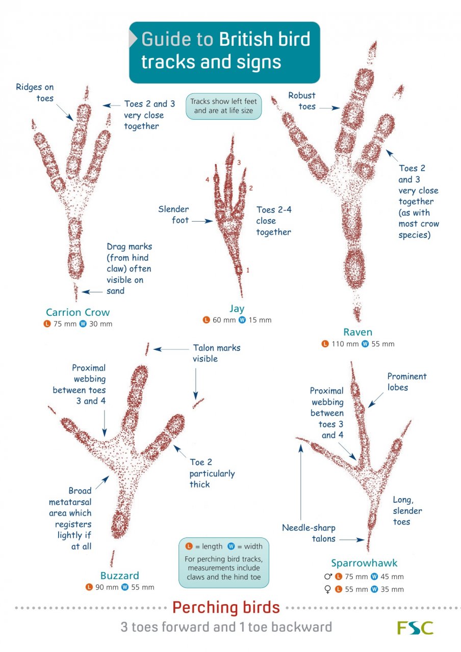 GUIDE TO BRITISH BIRDS TRACKS AND SIGNS 1