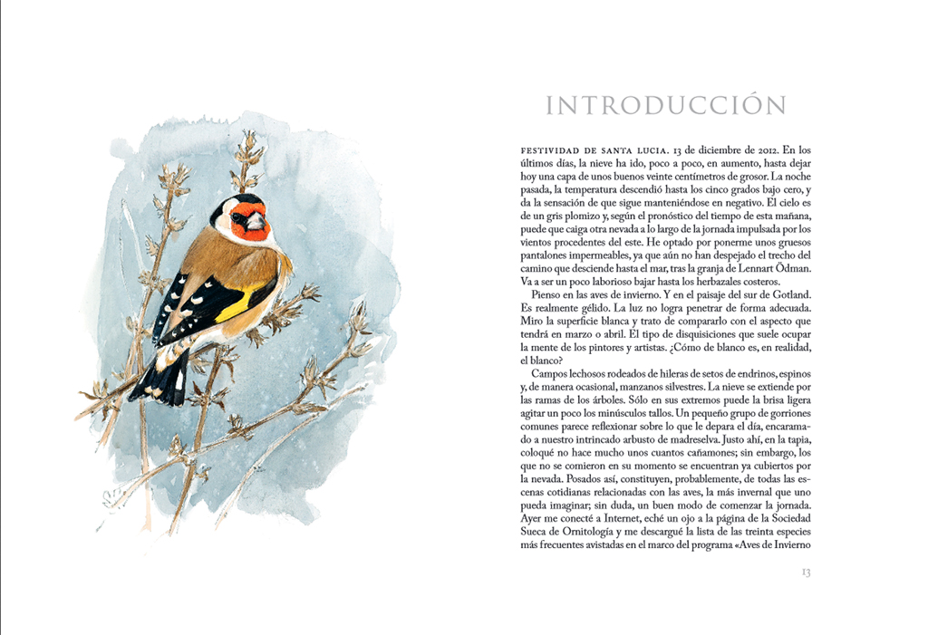 AVES QUE VEO EN INVIERNO 3