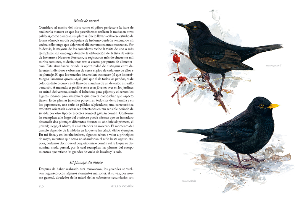 AVES QUE VEO EN INVIERNO 6