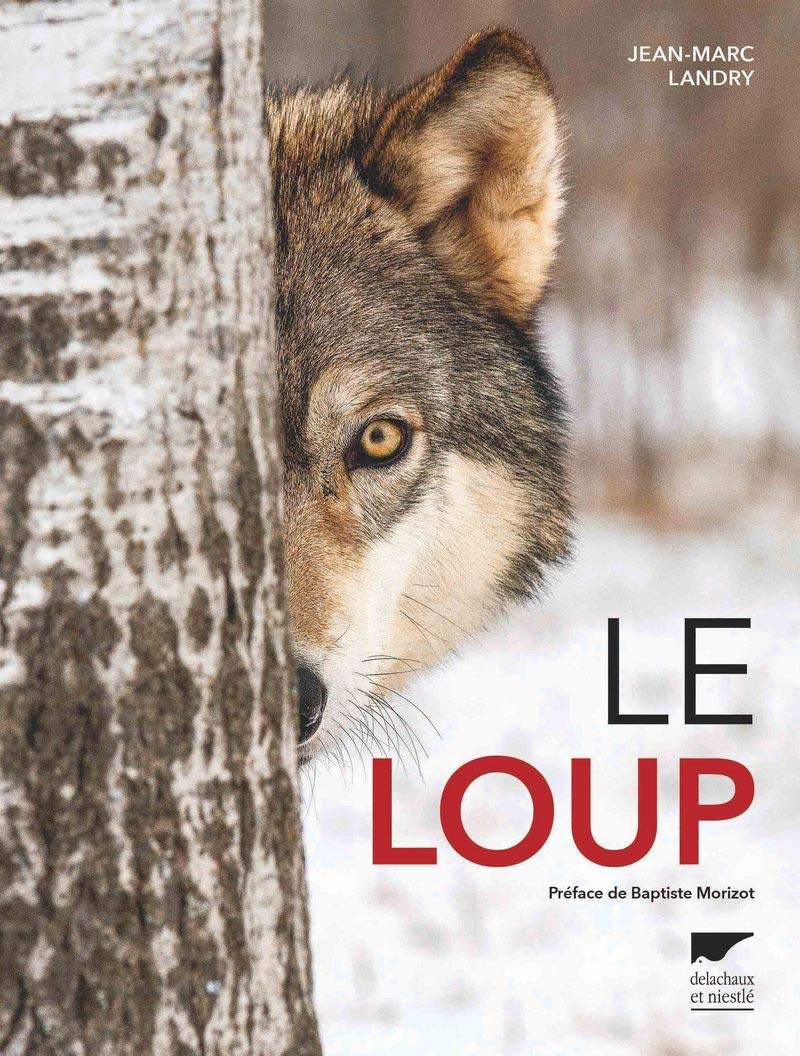 LE LOUP 1