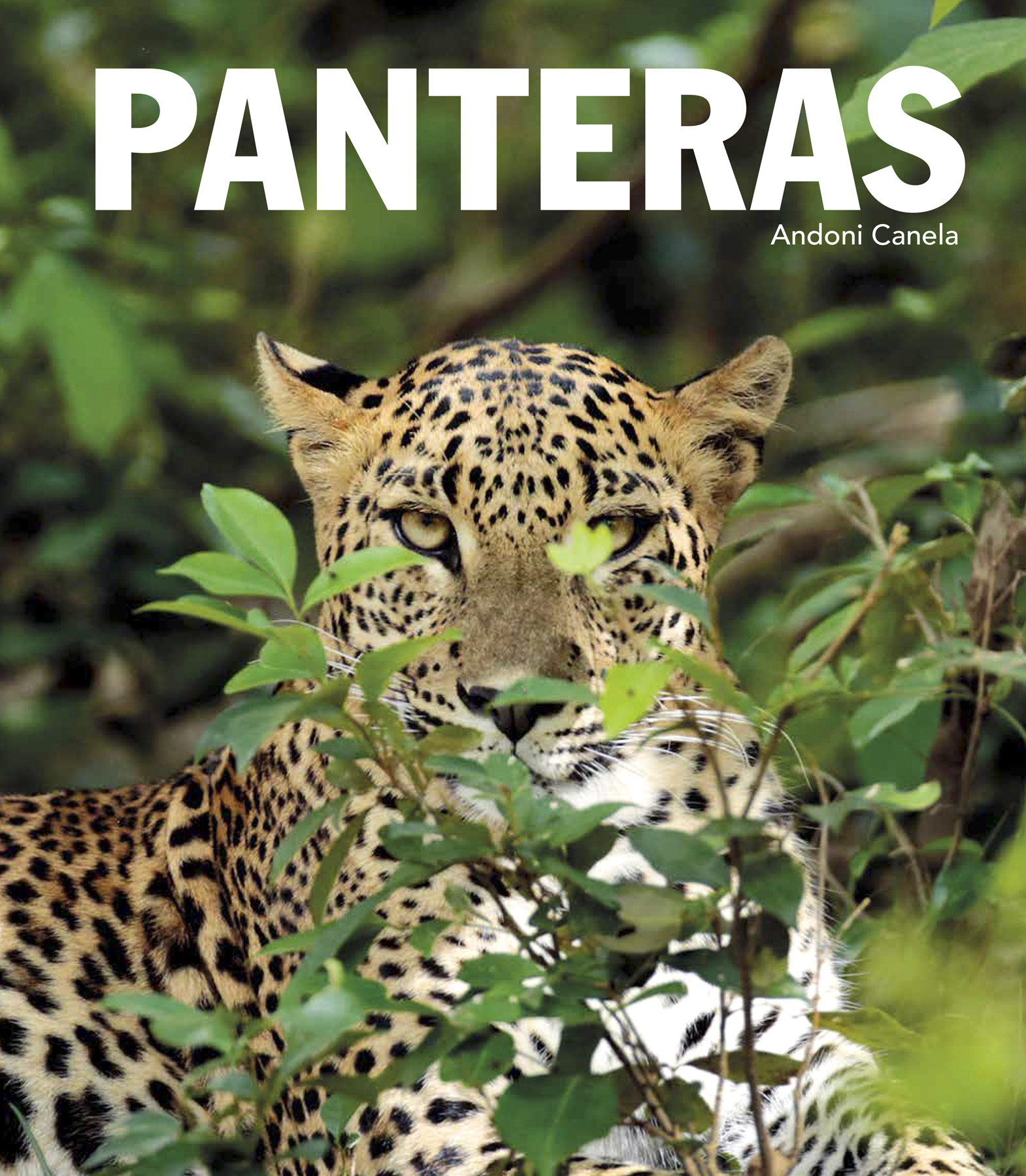 PANTERAS 1