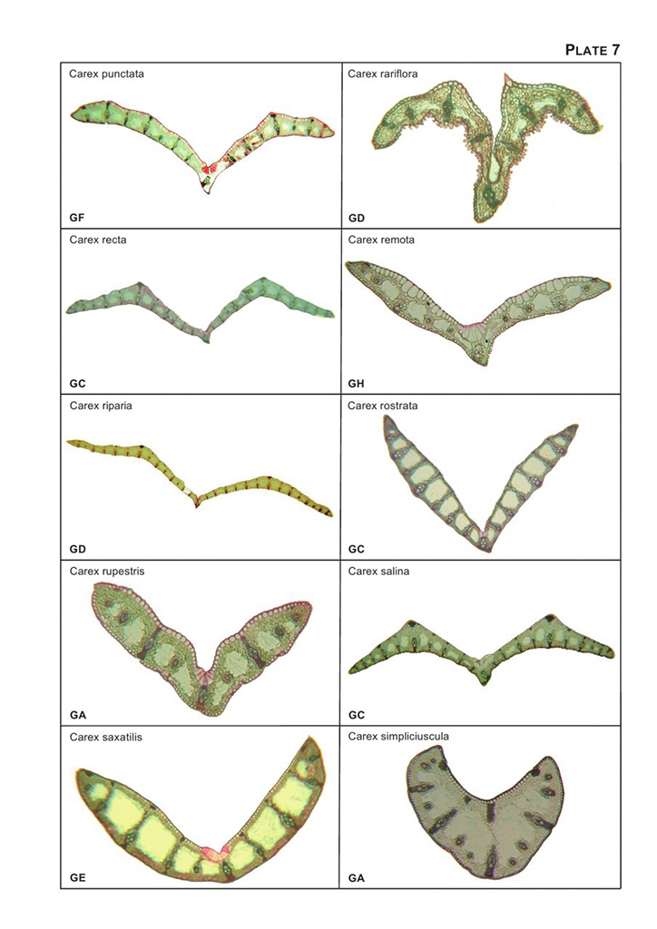 THE VEGETATIVE KEY TO THE BRITISH FLORA. A NEW APPROACH TO NAMING BRITISH &AMP; IRISH VASCULAR PLANTS BASED ON VEGETATIVE CHARACTERS 2