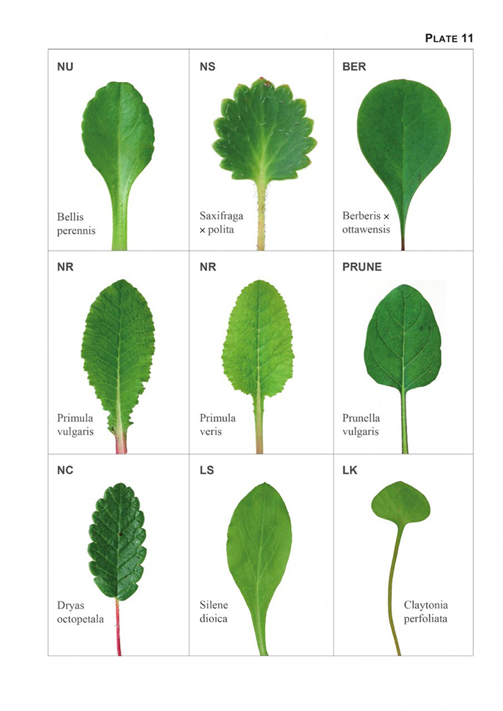 THE VEGETATIVE KEY TO THE BRITISH FLORA. A NEW APPROACH TO NAMING BRITISH &AMP; IRISH VASCULAR PLANTS BASED ON VEGETATIVE CHARACTERS 5