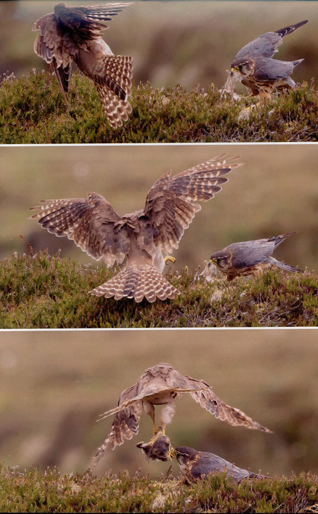 THE  MERLIN 3