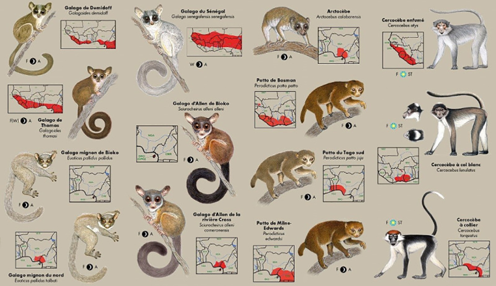 LES PRIMATES D'AFRIQUE DE L'OUEST. GUIDE D'IDENTIFICATION DE POCHE 2