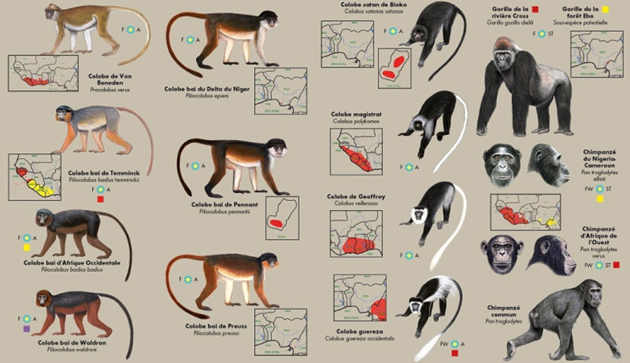 LES PRIMATES D'AFRIQUE DE L'OUEST. GUIDE D'IDENTIFICATION DE POCHE 4