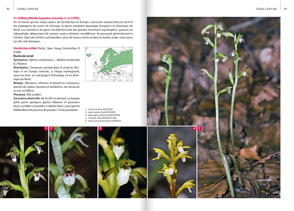 ORCHIDÉES D'EUROPE &AMP; DE MÉDITERRANÉE 3