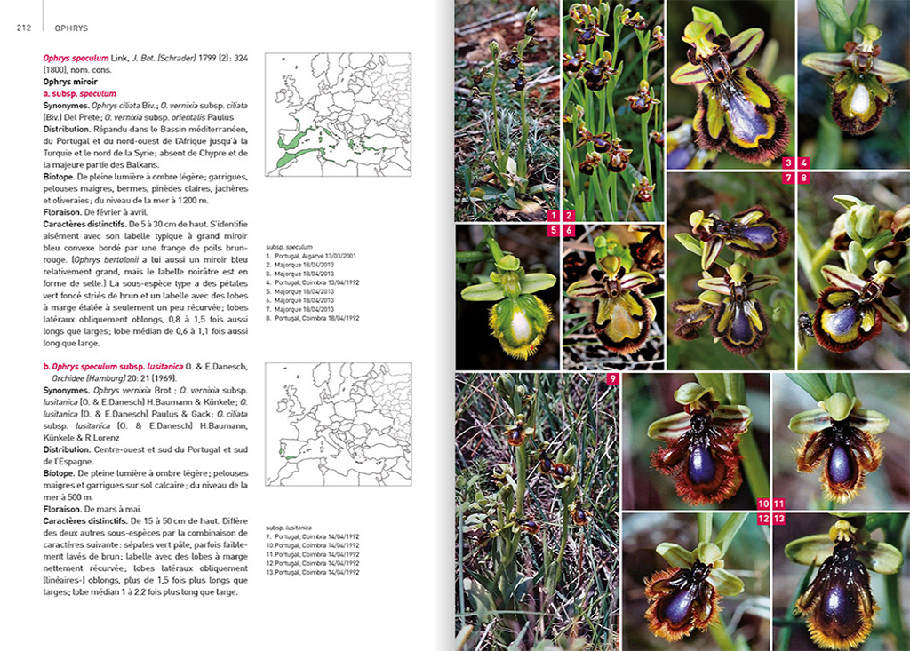 ORCHIDÉES D'EUROPE &AMP; DE MÉDITERRANÉE 4