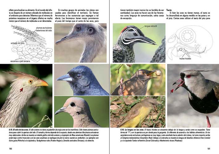 AVES, VIDA Y CONDUCTA. LA CULTURA DE LAS AVES 3