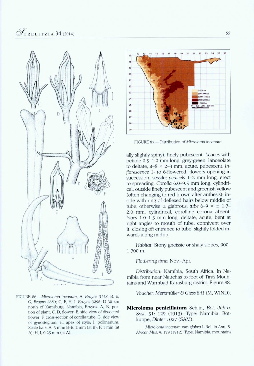 THE APOCYNACEAE OF NAMIBIA 1