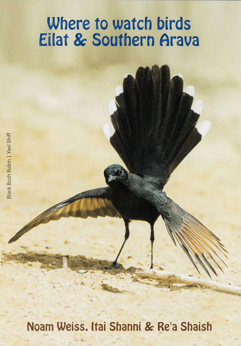 WHERE TO WATH BIRDS EILAT &AMP; SOUTHERN ARAVA 1
