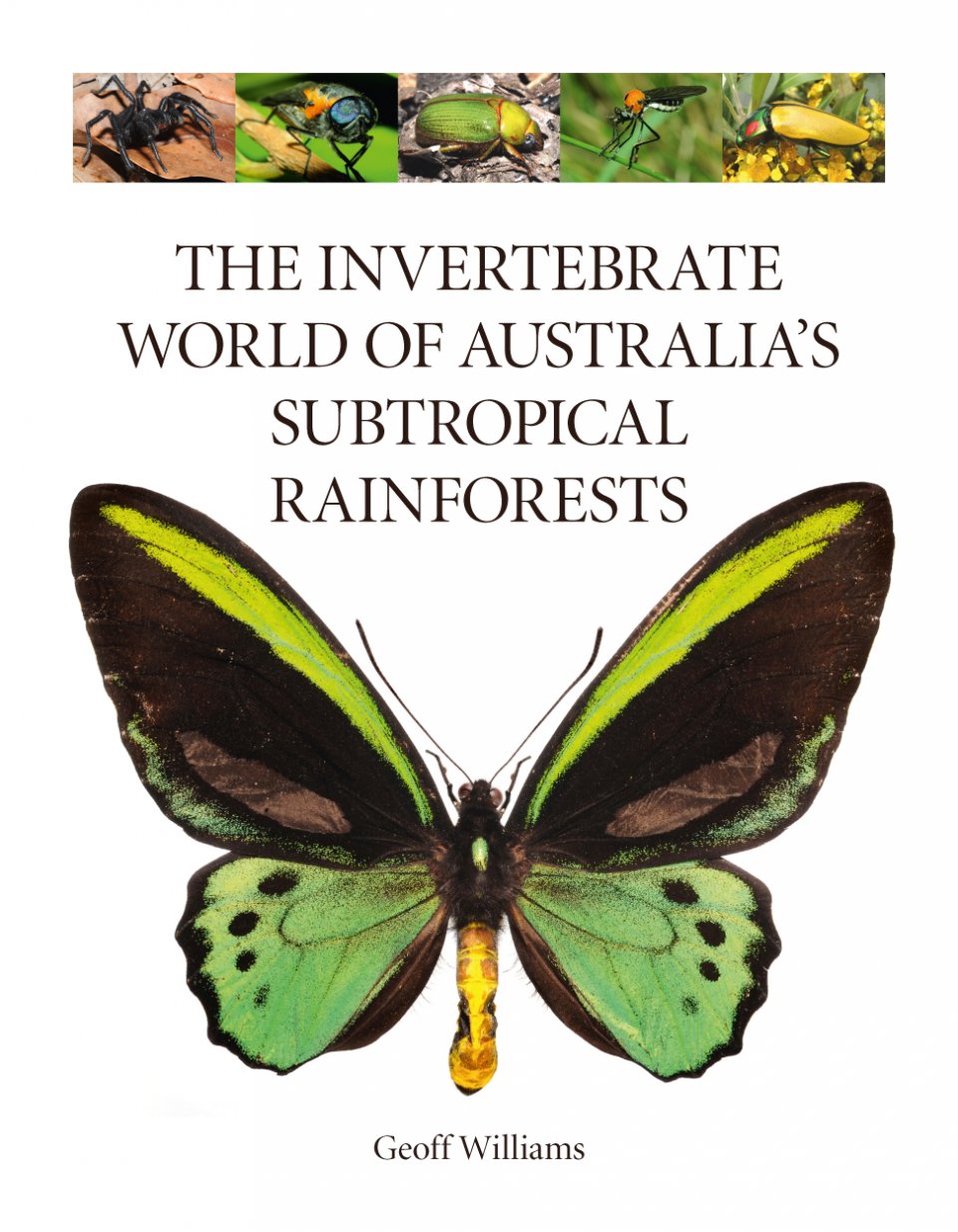 THE INVERTEBRATE WORLD OF AUSTRALIA'S SUBTROPICAL RAINFORESTS 1
