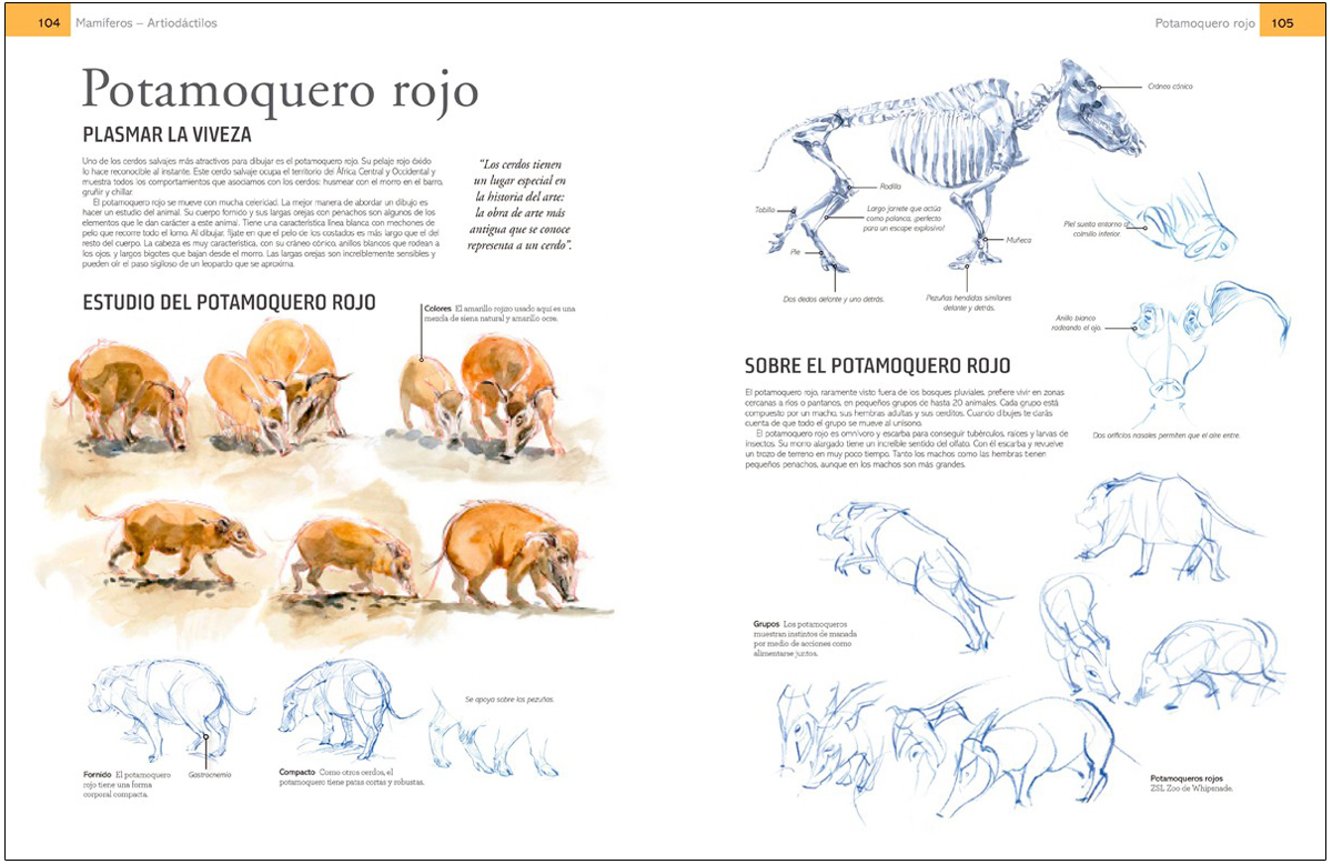 GUÍA DE CAMPO PARA DIBUJAR ANIMALES DEL NATURAL 3