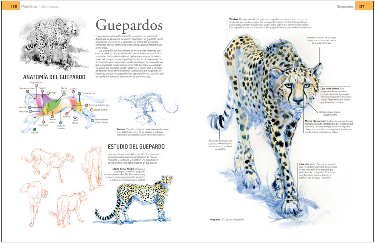 GUÍA DE CAMPO PARA DIBUJAR ANIMALES DEL NATURAL 4