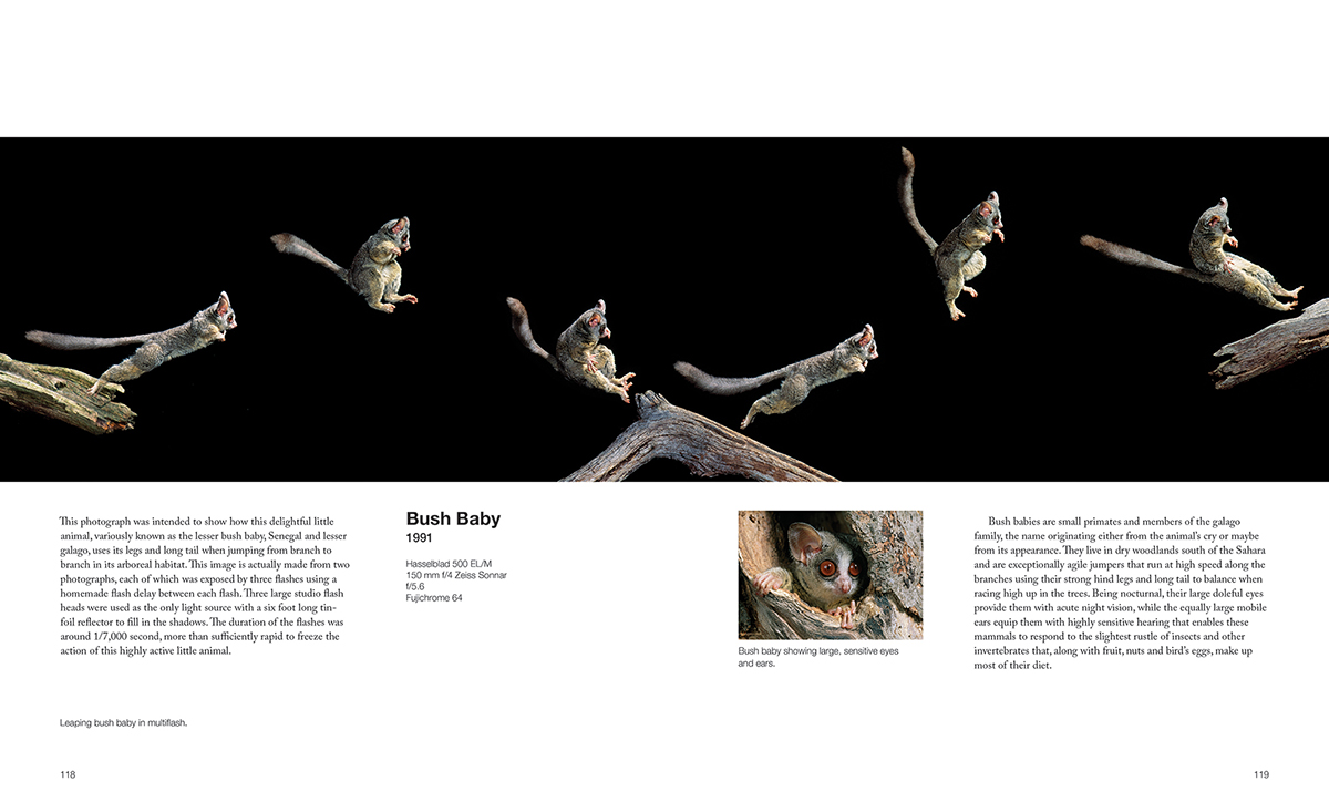 CAPTURING MOTION: MY LIFE IN HIGH SPEED NATURE PHOTOGRAPHY 5