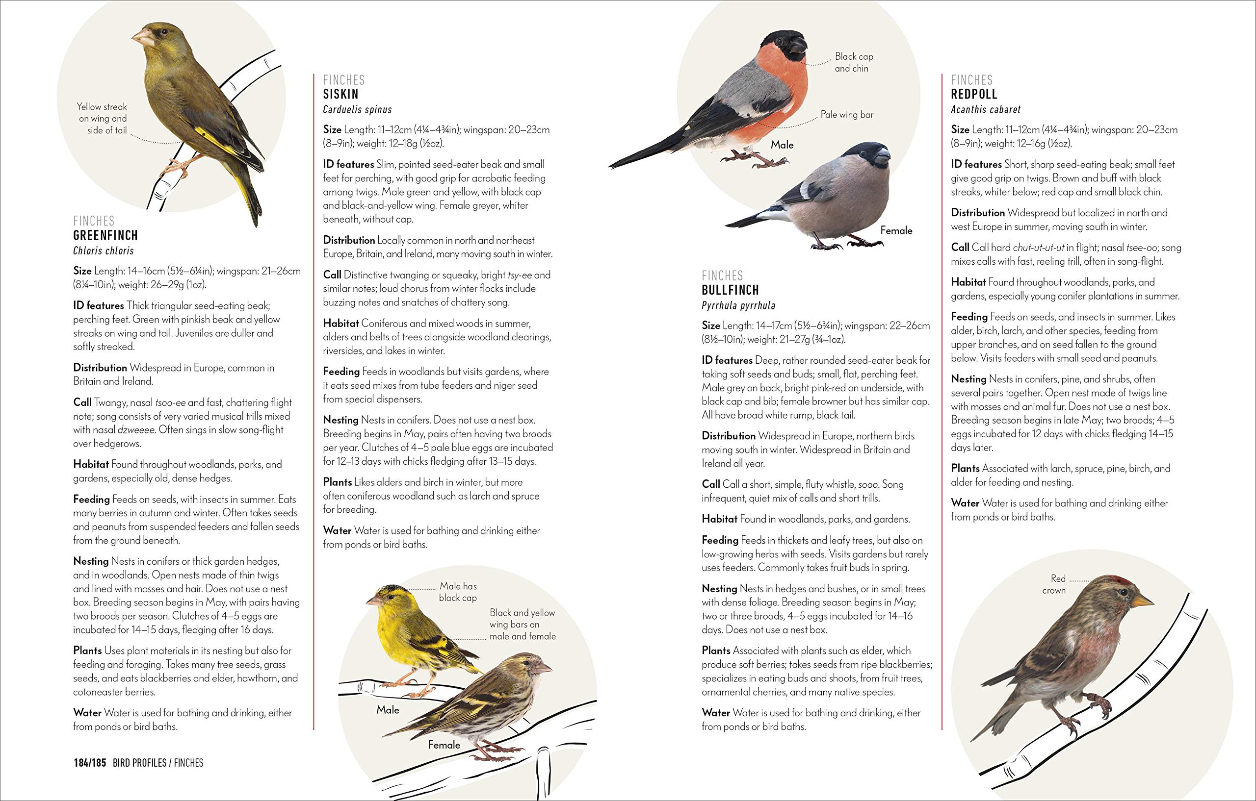 HOW TO ATTRACT BIRDS TO YOUR GARDEN: FOOD THEY LIKE, PLANTS THEY LOVE, SHELTER THEY NEED 7