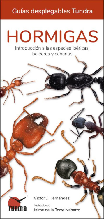 HORMIGAS. INTRODUCCIÓN A LAS ESPECIES IBÉRICAS, BALEARES Y CANARIAS. GUÍAS DESPLEGABLES TUNDRA 1