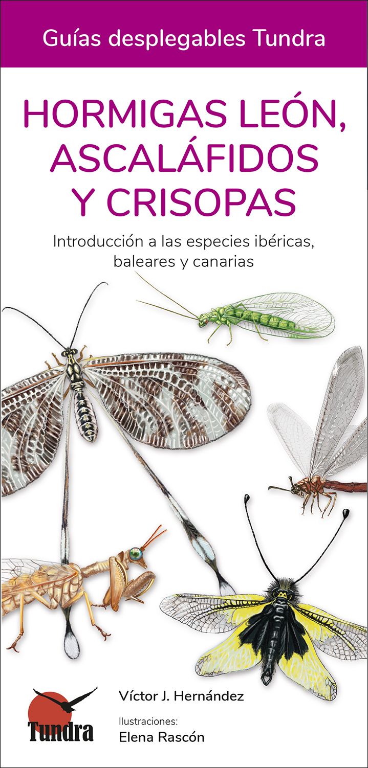 HORMIGAS LEÓN, ASCALÁFIDOS Y CRISOPAS. INTRODUCCIÓN A LAS ESPECIES IBÉRICAS, BALEARES Y CANARIAS. GUÍAS DESPLEGABLES TUNDRA 1