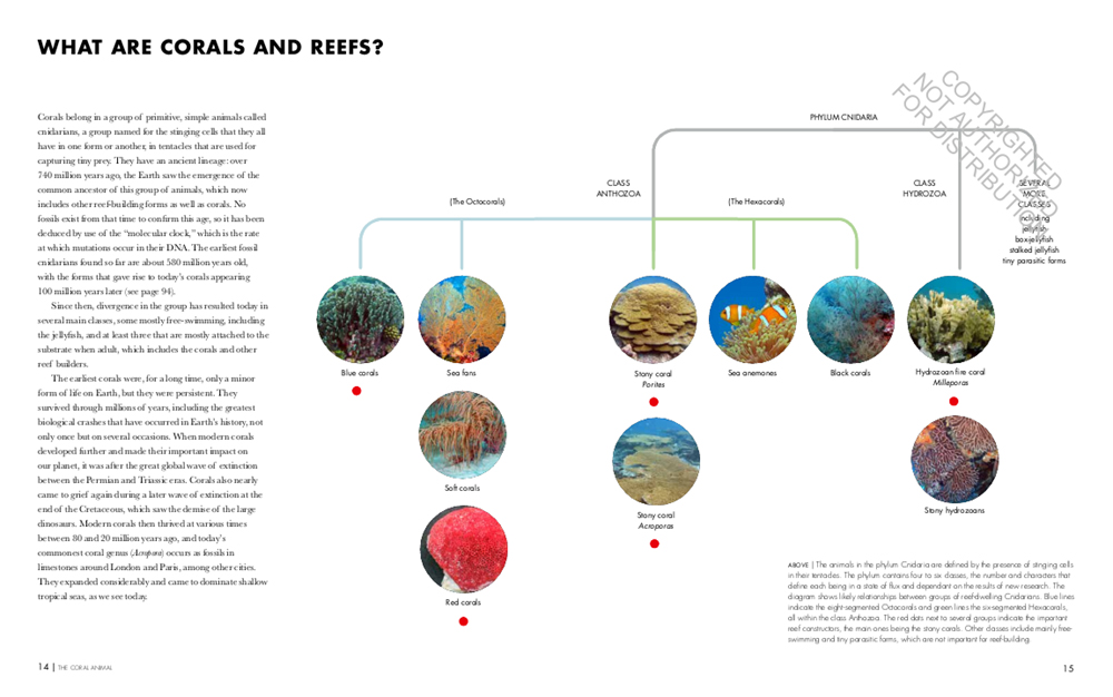 CORAL REEFS: A NATURAL HISTORY. AN ILLUSTRATED LOOK AT CORALS FROM AROUND THE WORLD 2