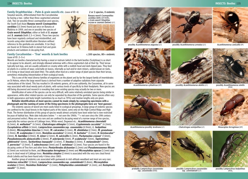 TERRESTRIAL AND FRESHWATER INVERTEBRATES OF ST. HELENA 3