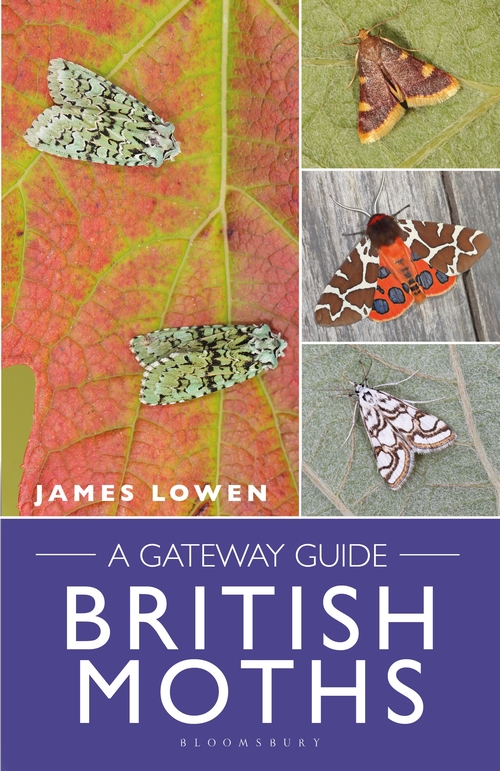 BRITISH MOTHS. A GATEWAY GUIDE 1
