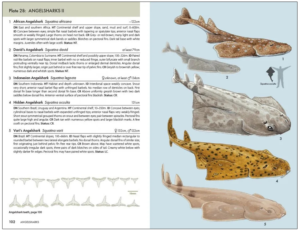 A POCKET GUIDE TO SHARKS OF THE WORLD 3