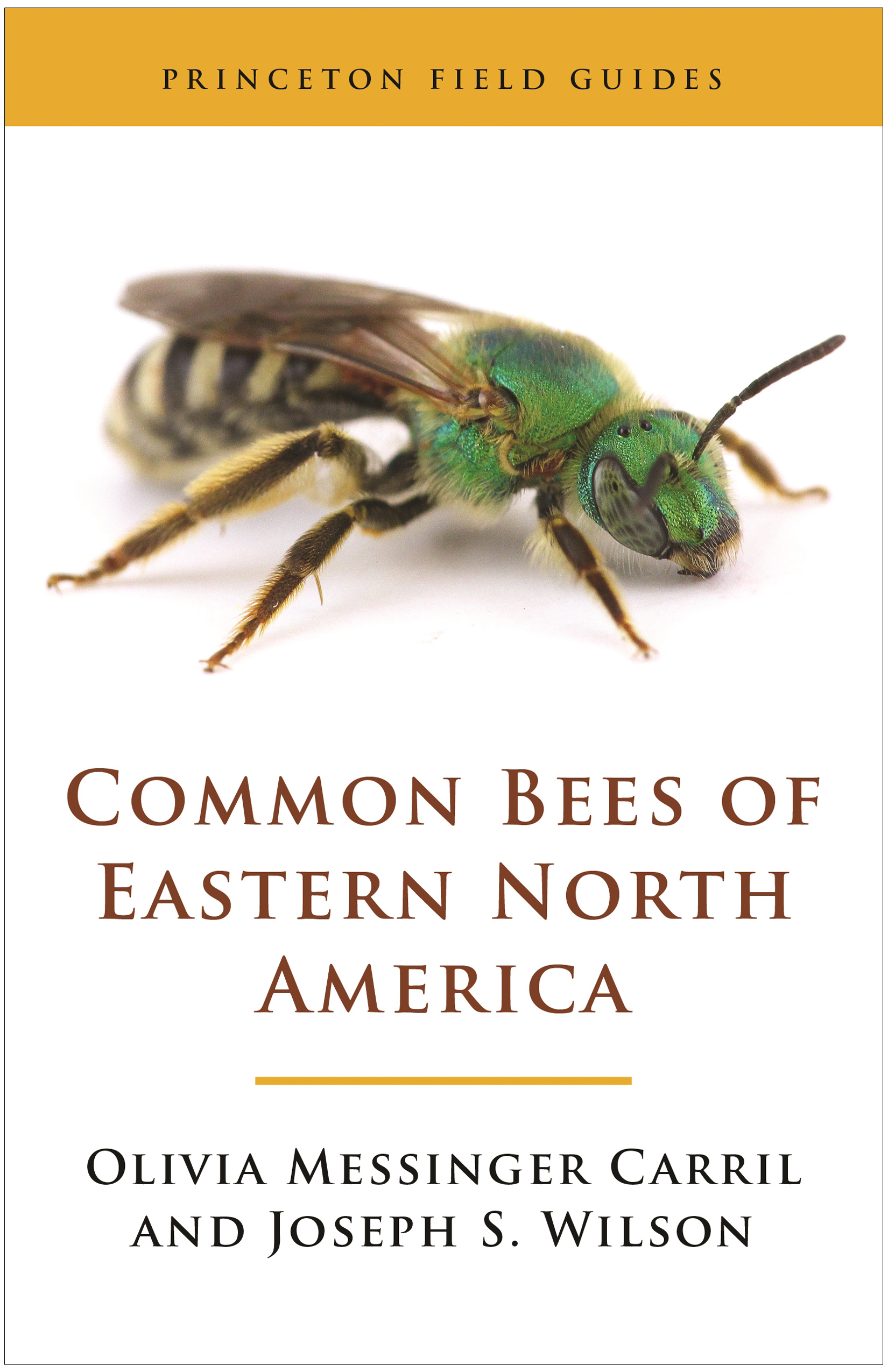 PRINCETON FIELD GUIDES COMMON BEES OF EASTERN NORTH AMERICA 1