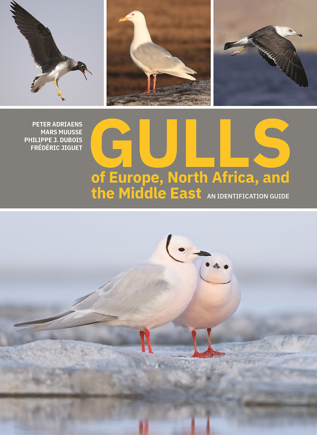GULLS OF EUROPE, NORTH AFRICA, AND THE MIDDLE EAST. AN IDENTIFICATION GUIDE 1