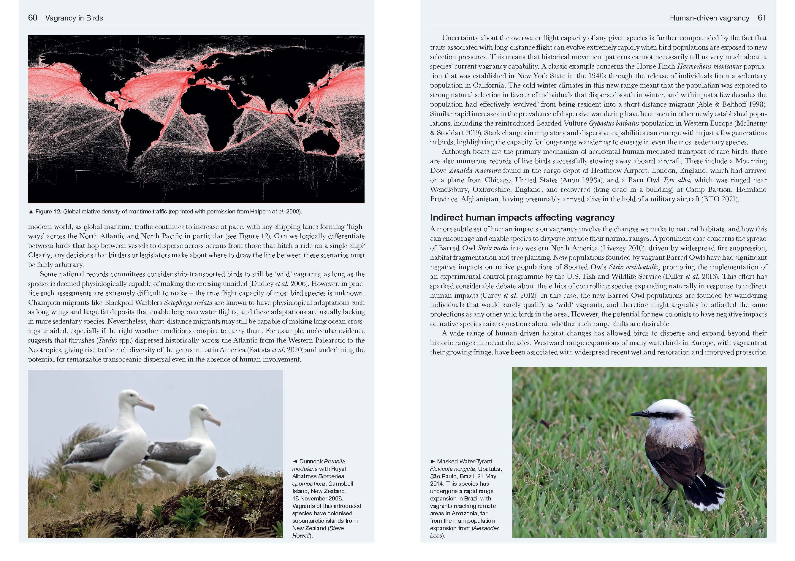 VAGRANCY IN BIRDS 3