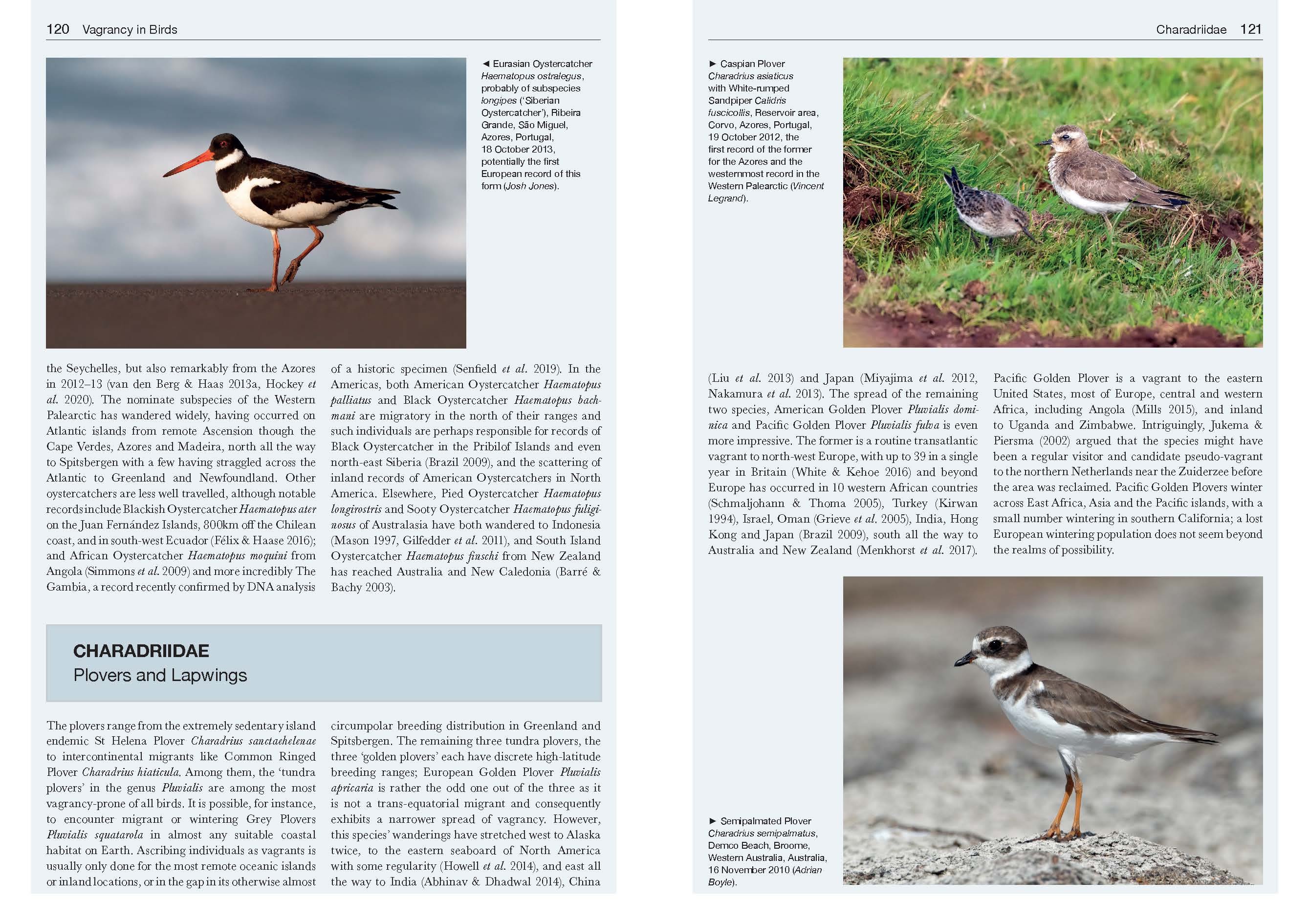 VAGRANCY IN BIRDS 4