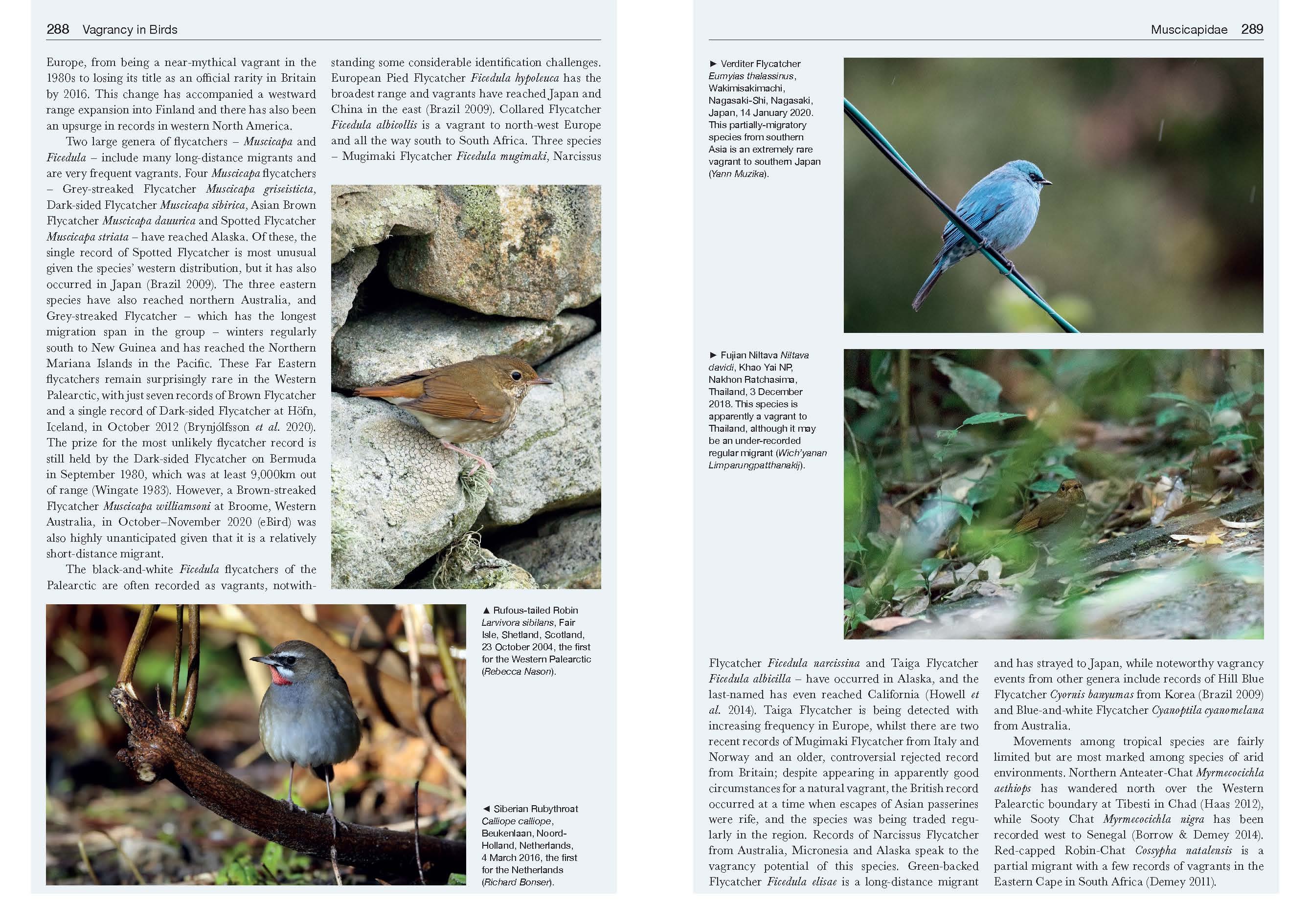 VAGRANCY IN BIRDS 6
